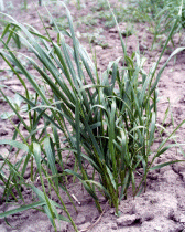 Hierochloe odorata.gif